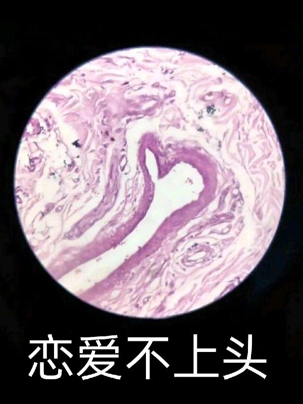 恋爱不上头